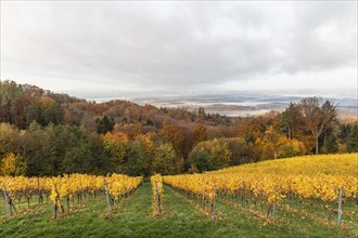 Morning atmosphere at the vineyard, fog drifts over wooded hills in the valley, St. Andrä-Höch,