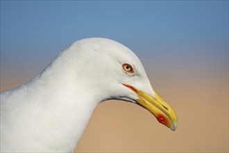 Isolated seagull face from Essaouira, Morocco, Africa