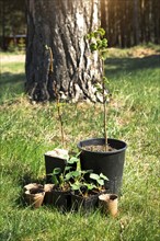 Strawberry, raspberries, currants seedlings in peat glasses on the grass, ready to plant in the