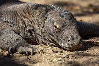 Closeup Komodo monitor lizard with scaly skin like a dragon from prehistoric times