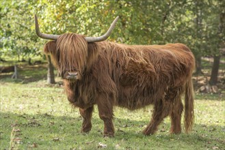 Highland cattle in pasture in early autumn. Alsace, Vosges, France, Europe