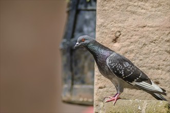 Rock Dove (Columba livia) in a tourist town in the summer. Alsace, France, Europe