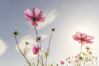 Purple flowers capture sunlight in meadow in spring. Alsace, France, Europe