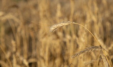 Close up of a cereal plant ready for harvesting. Food and bread ingredient