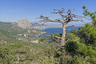 Dead relic pine on a mountain slope. Sunny summer day. Novyy Svet, Crimea