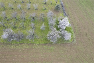 Drone aerial view of green meadow agriculture field and blooming almond tree. Spring season outdoor