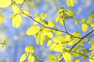 Fresh green leaves on a branch in spring with blue sky in the background