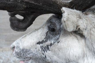 Portrait of reindeer (Rangifer tarandus), also known as caribou. Close-up