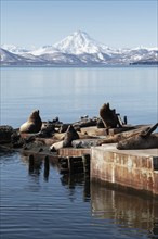 Winter view of rookery Steller Sea Lion or Northern Sea Lion (Eumetopias Jubatus) on Pacific Coast.