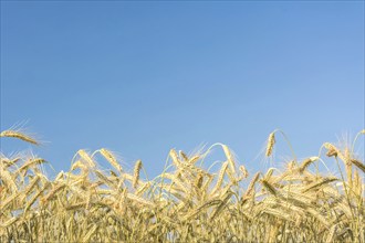 Closeup shot of a cornfield under blue sky