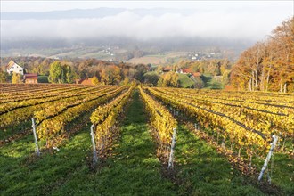 Autumn atmosphere, vineyard in the fog, St. Andrä-Höch, Sausal, Styria, Austria, Europe