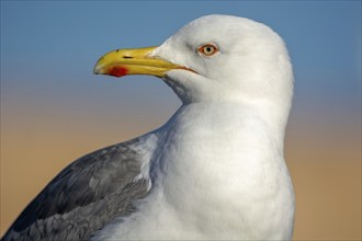 Isolated seagull face from Essaouira, Morocco, Africa