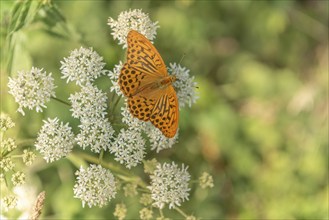 Silver-washed fritillary butterfly (Argynnis paphia) on a flower. Alsace, France, Europe