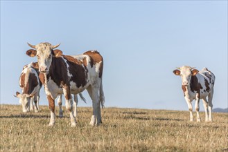 Herd of Montbeliarde cows in a pasture. Doubs, France, Europe