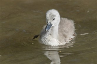 Mute swan chicks (Cygnus olor) swiming in a river in spring. Alsace, France, Europe