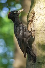 Black woodpecker near its nest on the trunk of a beech tree in spring. France