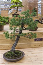 Bonsai, Japanese white pine (Pinus parviflora) . Age, about 70 years. Exhibition of Bonsai in