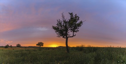 Sunrise in a spring countryside landscape. Panorama, panoramic, Alsace, Grand est, France, Europe