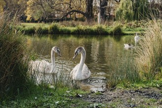 Two white swan couple in love. Wild bird mute swan (Cygnus olor) swim in winter on pond, Czech