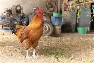 Free range rooster on a farm. Bas-Rhin, Collectivite europeenne d'Alsace, Grand Est, France, Europe