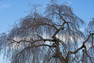 Silver birch (Betula pendula), Allgäu, Bavaria, Germany, Europe