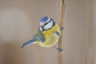 Mesange bleueBlue Tit (Cyanistes caeruleus) perched on a branch. Alsace, France, Europe