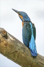 Kingfisher perched on a branch above the water of a pond