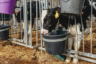 Little calf with yellow ear tags standing in cage in sunny livestock barn on farm in countryside