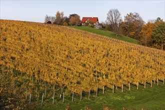 Autumn atmosphere, foliage colouring in the vineyard, near Kitzeck, Sausal wine country, Styria,