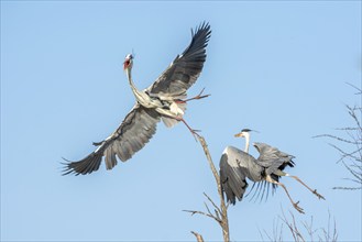 Gray heron building a nest in the Camargue national park