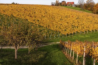 Autumn atmosphere, foliage colouring in the vineyard, near Kitzeck, Sausal wine country, Styria,