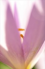 Detail of the stamens in an autumn colchicum flower (Colchicum autumnale) . Alsace, grand est,