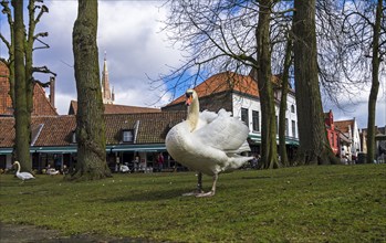 Swan in the park in the historic center of Bruges, Belgium, Europe