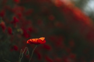 Red poppies blooming in spring. Kaiserstuhl, Emmendingen, Fribourg-en-Brisgau, Bade-Wurtemberg,