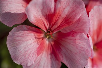 Flower petals Pelargonium zonale Willd. Macro photography of beautiful pink color petals, causing