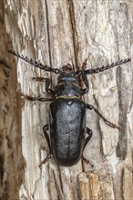 Tanner Beetle (Prionus coriarius) resting on a dead tree trunk in the forest. Alsace, France,