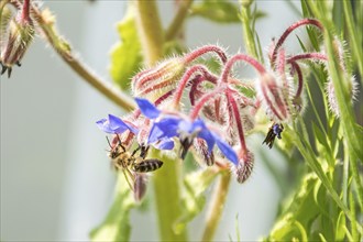 Closeup of a bee on a beautiful blue flower