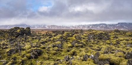 Icelandic landscape covered with moss and volcanic rocks in snaefellsnes peninsula iceland