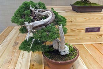 Bonsai, Chinese juniper (Juniperus chinensis) . Age, about 100 years. Exhibition of Bonsai in