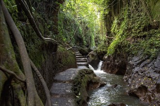 Path of stone slabs and steps through dense green jungle in Bali