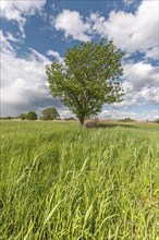 Natural meadow on a sunny spring day. Bas Rhin, Alsace, France, Europe