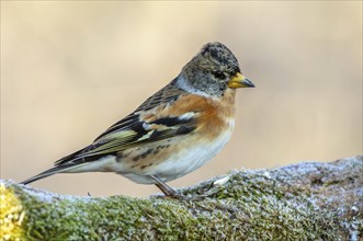 Brambling (Fringilla montifringilla) perched on a branch in the forest in winter. France