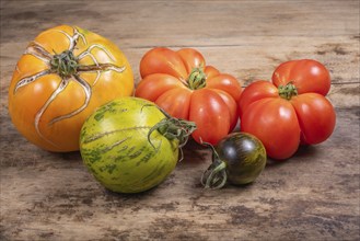 Variety of old tomatoes from organic farming. Alsace, France, Europe