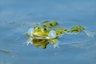 Marsh frog (Rana ridibunda) in a pond in spring. Black-headed frog (Rana ridibunda) in a pond in