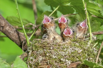 Chaffinch (Fringilla coelebs) chicks with their beaks wide open in their nest. France