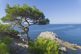 Relict pine on a rocky seashore. Cape Kapchik, Novyy Svet, Crimea