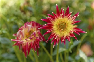 Dahlia flowers growing in a french garden park