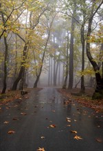 Empty road in autumn with trees and leaves on the ground after rain. Fall tranquil scenery in the