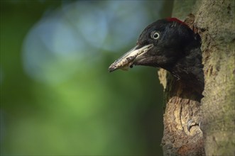 Black Woodpecker (Dryocopus martius) cleaning the nest to protect her chicks. Alsace, France,