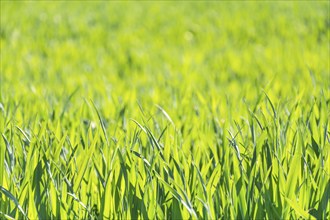 Background closeup green grass